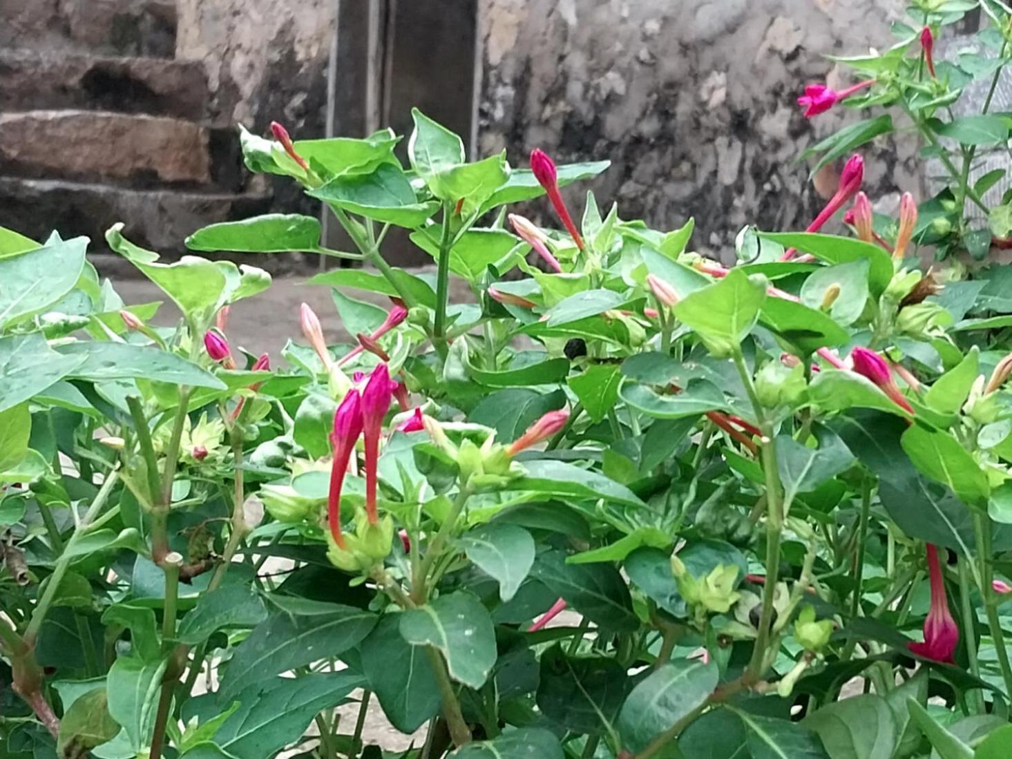 Trieu Hoan Homestay Cao Bang Exteriör bild